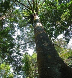 Microberlinia brazzavillensis Zingana